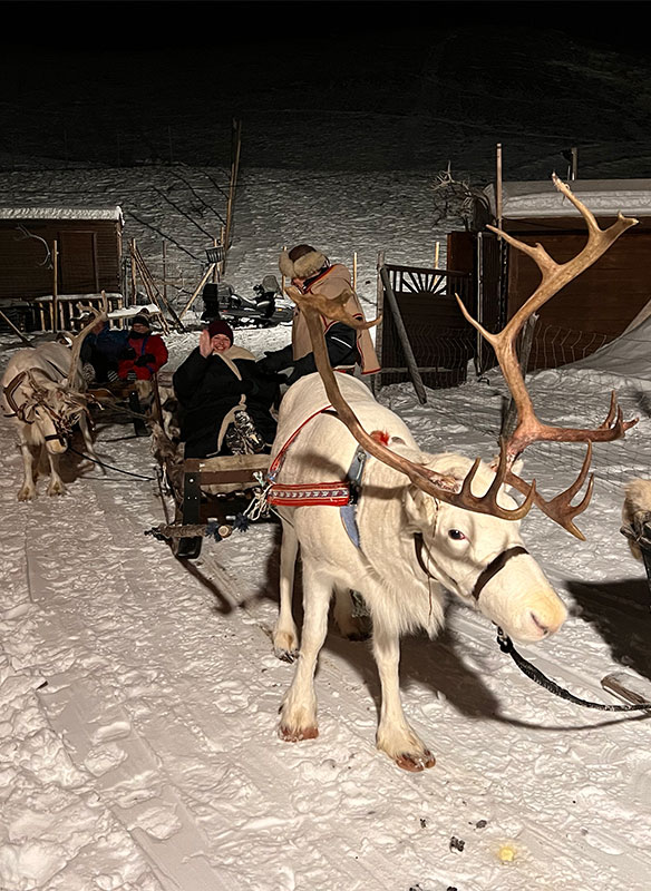 Reindeer sledding on our evening with the Sami tour, Norway