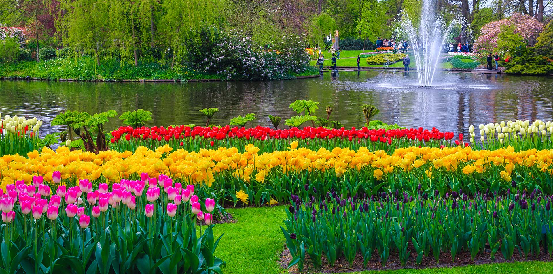 Different color tulips in Keukenhof park in Amsterdam , Netherlands.
