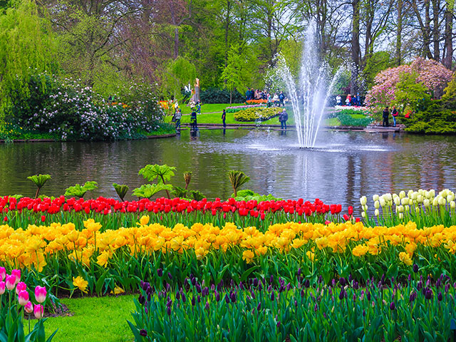 Different color tulips in Keukenhof park in Amsterdam area, Netherlands.