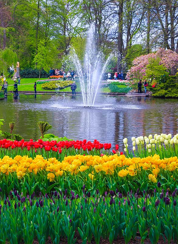 Different color tulips in Keukenhof park in Amsterdam area, Netherlands.