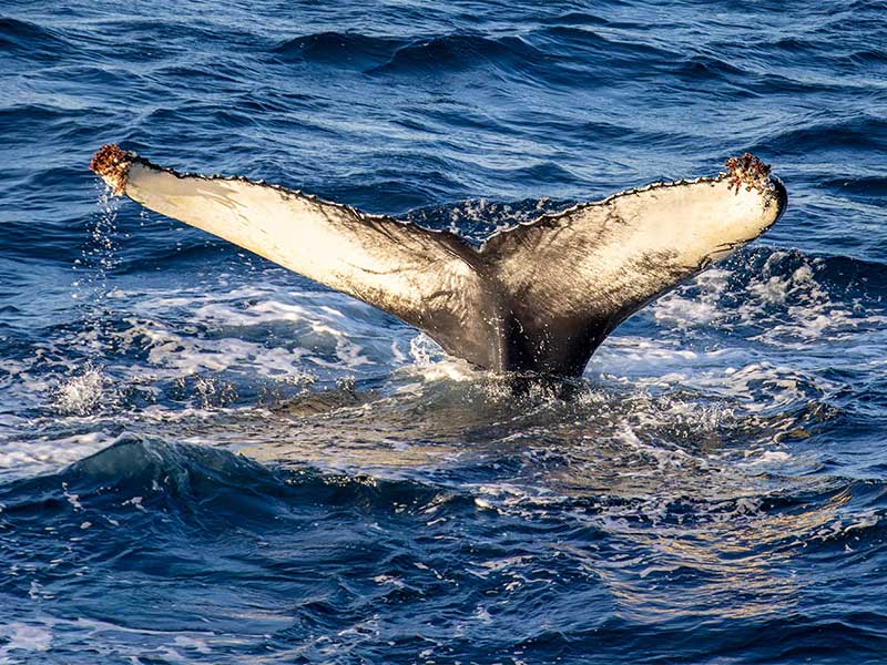 Whale Tail as seen from deck