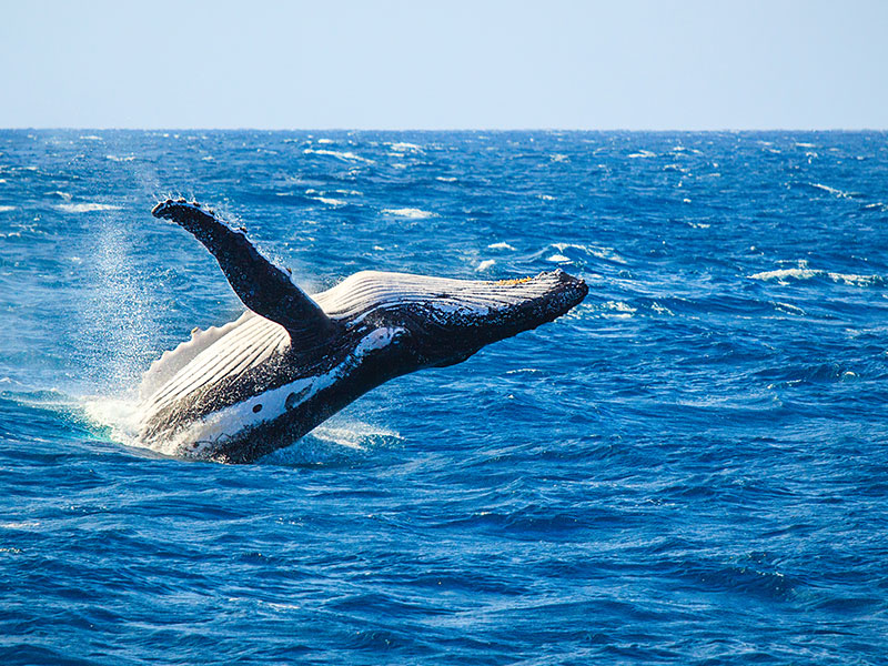 Whale breaching out of the water