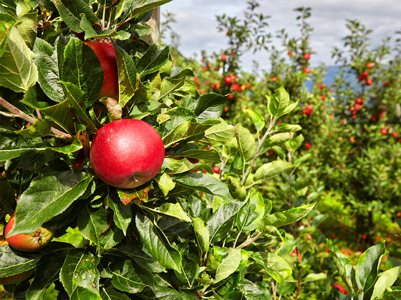 Apple in an apple orchard in Norway