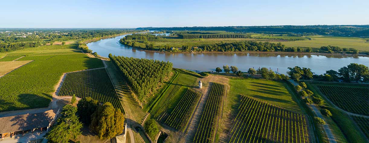 Aerial view, Bordeaux vineyard, Gironde river, France,
