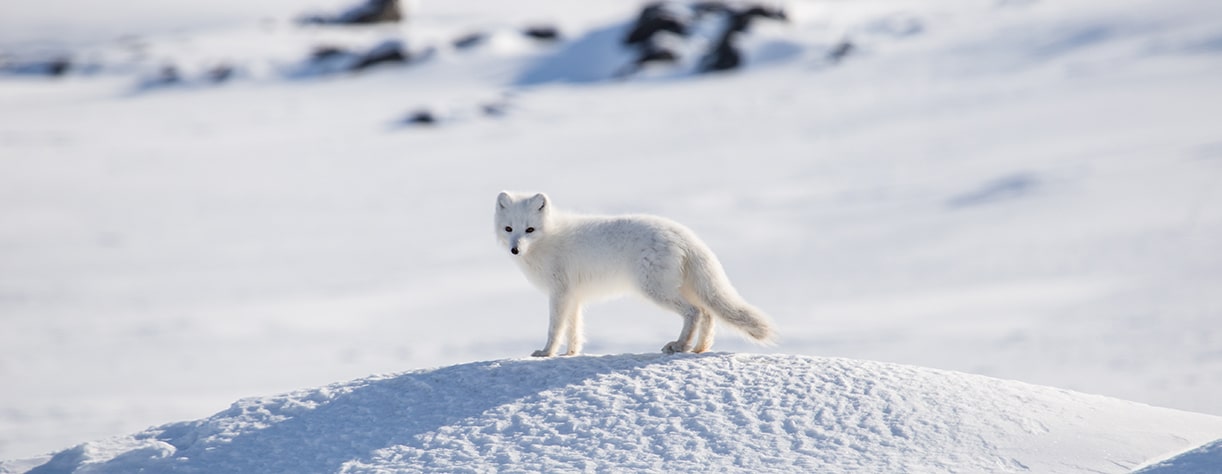 Arctic Fox 