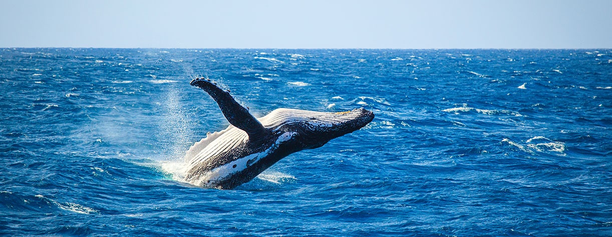 Humpback whale in the sea