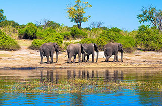 Group of elephants walking along a river