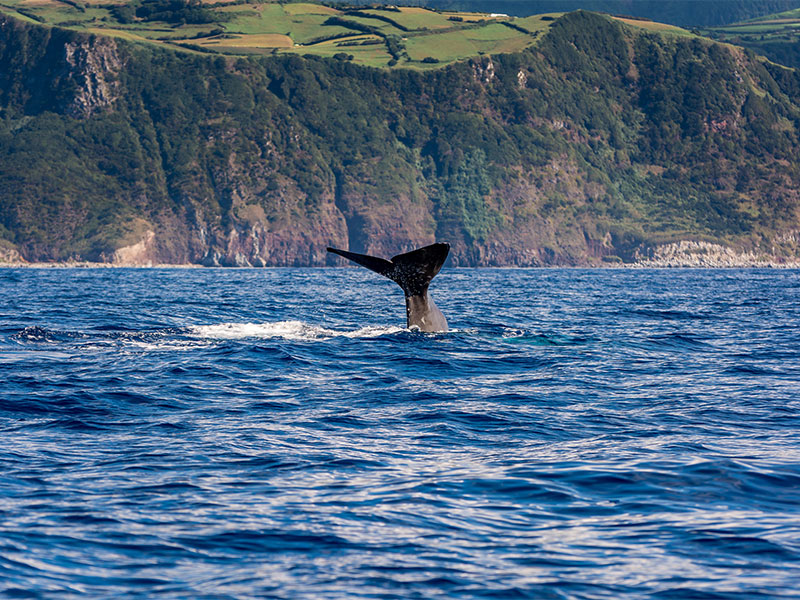 Sperm whale tail, Azores