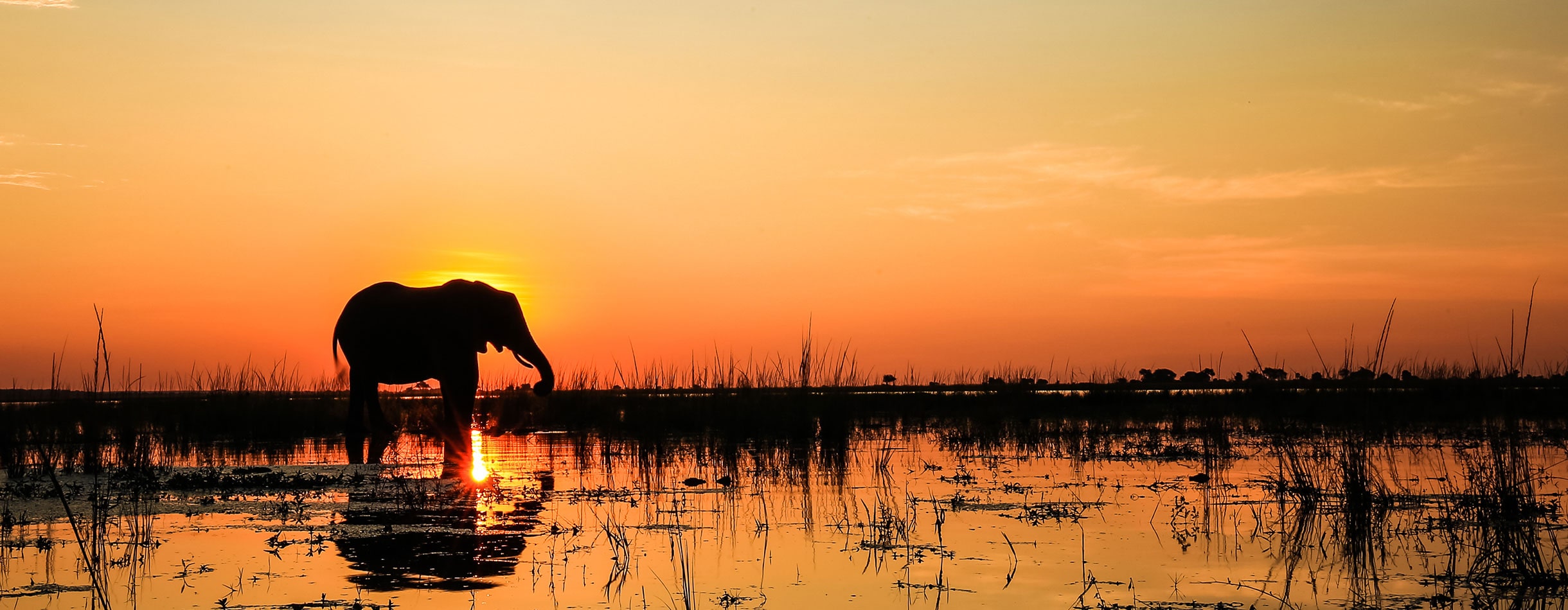 Elephant in the wild at sunset