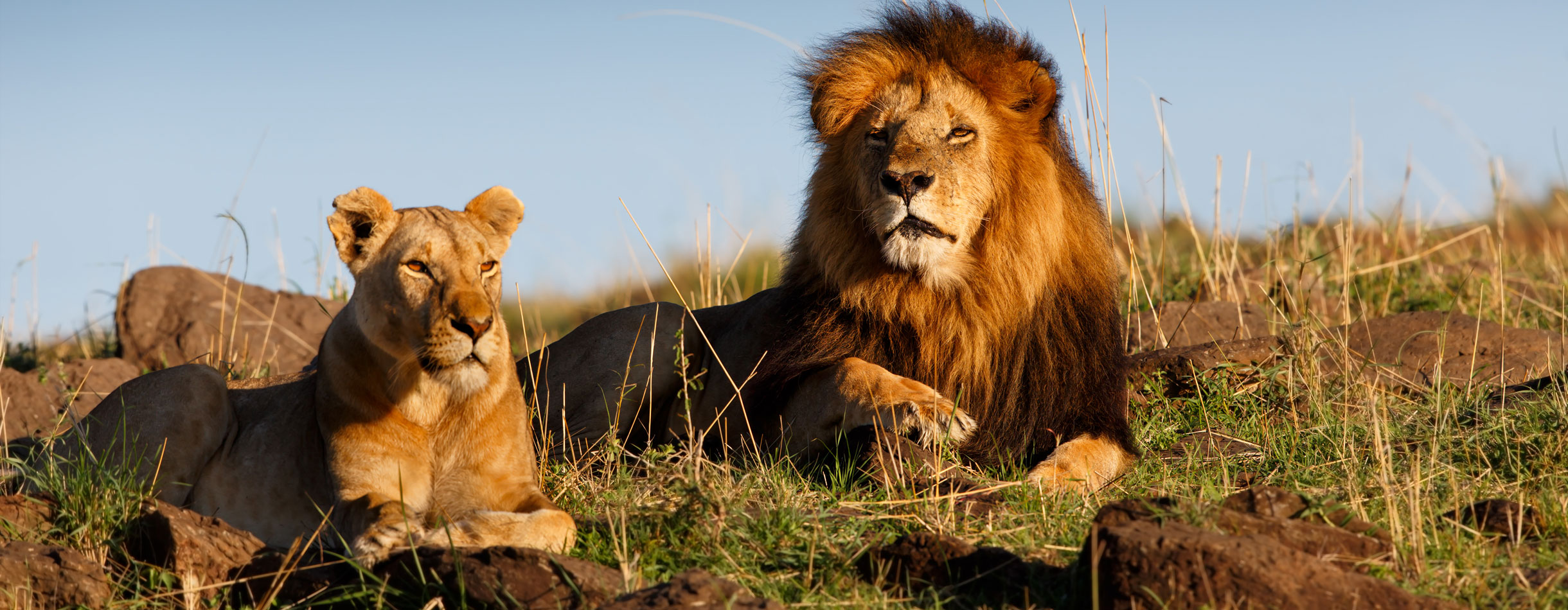Lions on safari in Africa Lions on safari in Africa