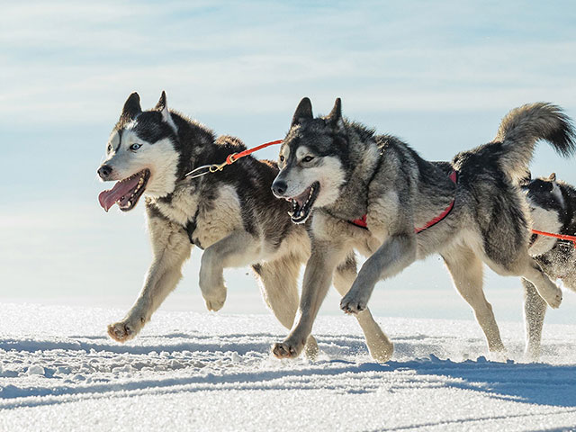 Husky sledding, Alta