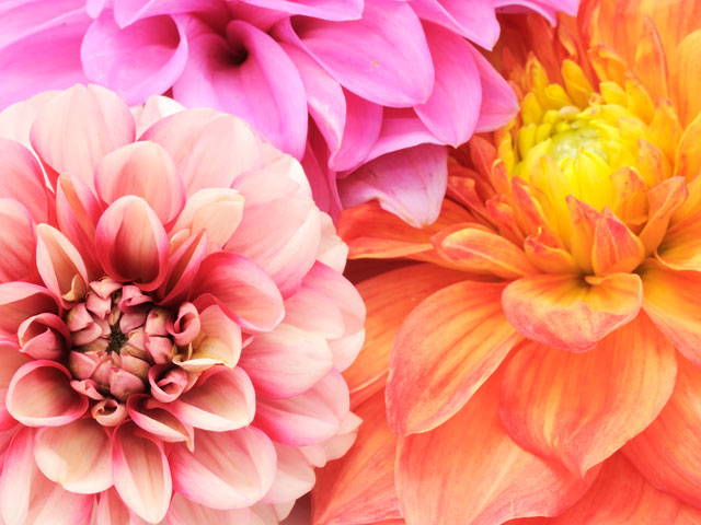 Bright coloured flowers