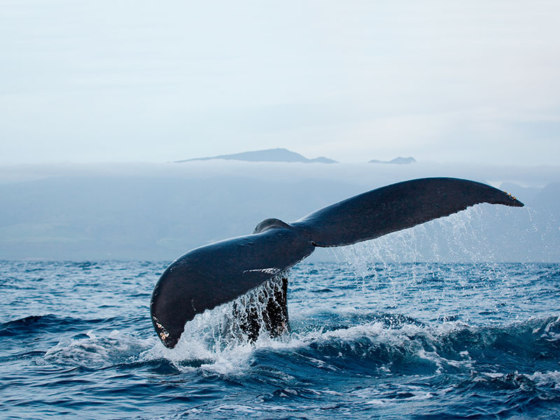 Humpback whale fluking tail