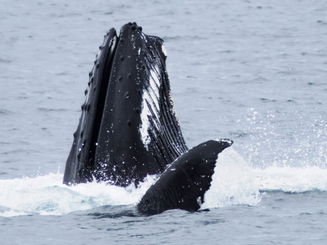 Humpback Whale breaching the water, as seen from on board 