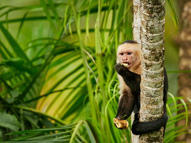 White-headed Capuchin, Costa Rica