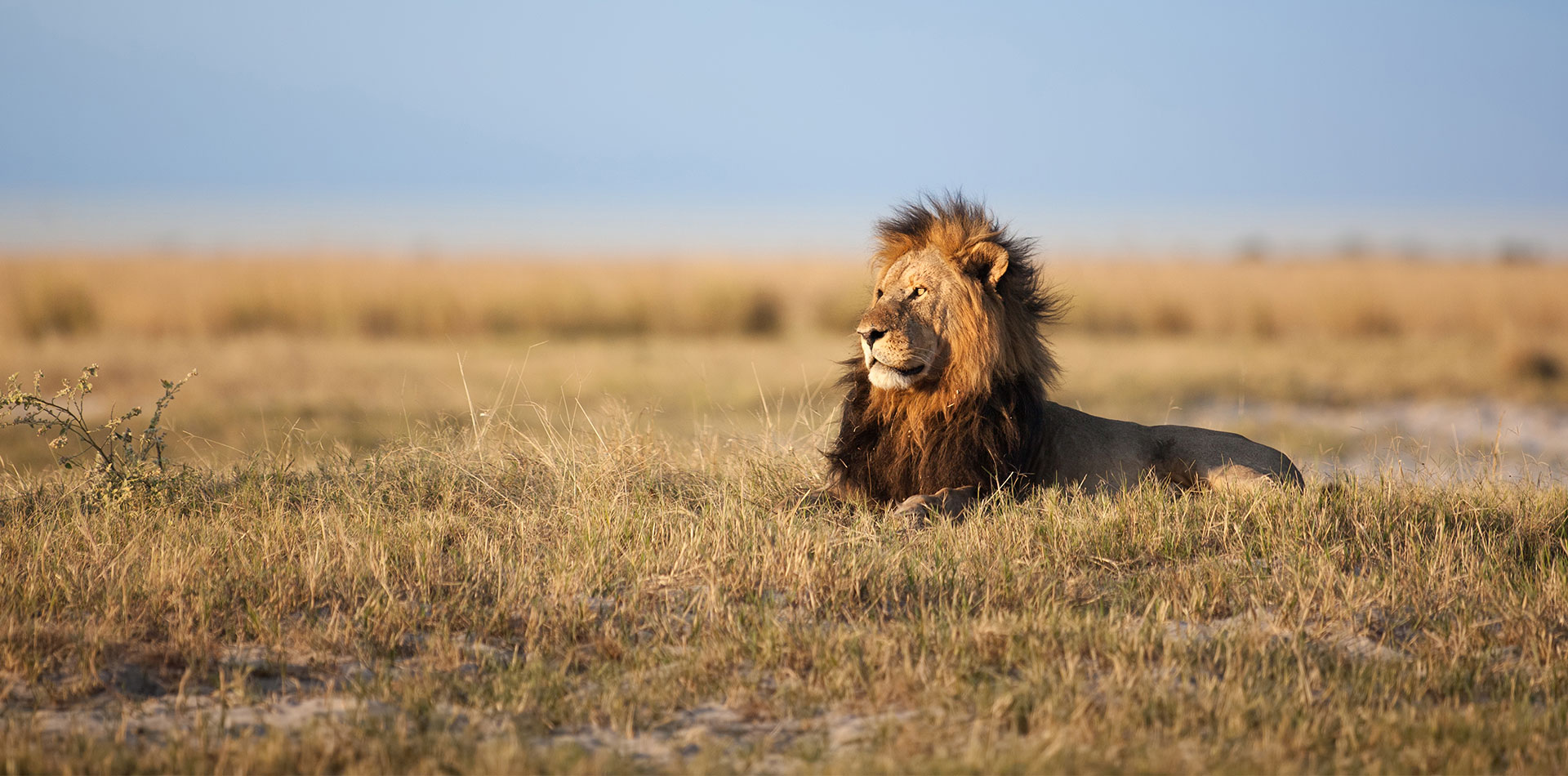 Male Lion in South Africa