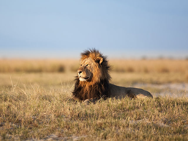 Male Lion in South Africa