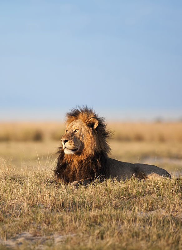 Male Lion in South Africa