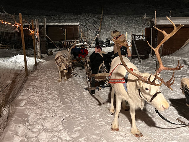 Reindeer sledding tour, Norway