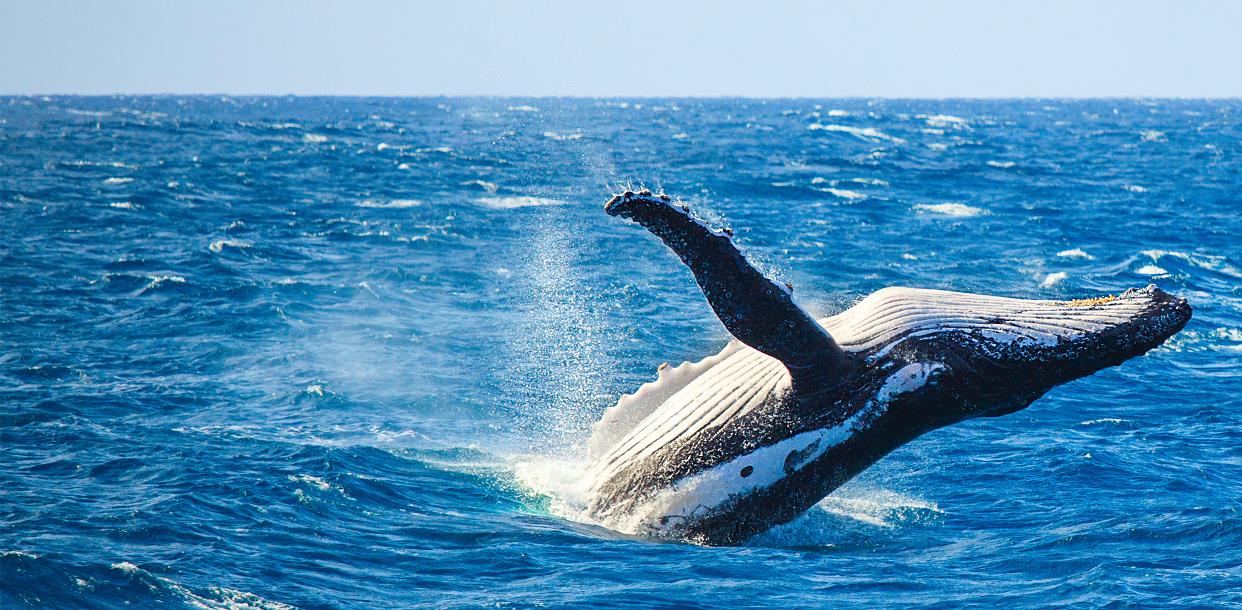 Humpback whale breaching out of the water