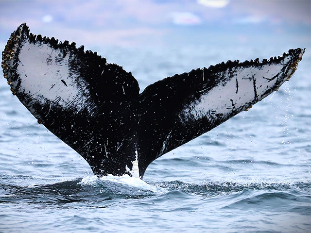 Humpback whale