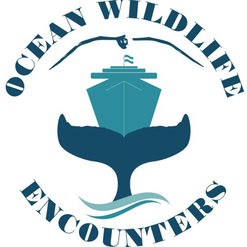 Ocean Wildlife Encounters