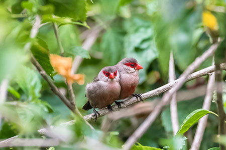 Common Waxbill, Estrilda astrid, two tropical birds in Sao Tome and Principe