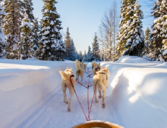 Self-Mushing Husky Experience