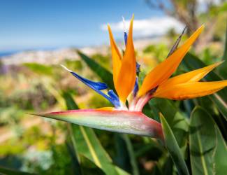 Flowers of Funchal 