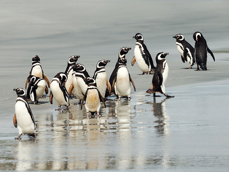 Group of Magellanic penguins on shore, Falklands