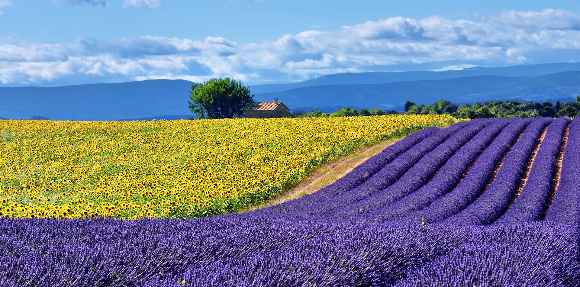 Lavender and sunflower fields in France