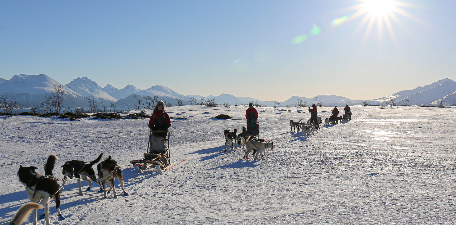 Dog sledding in Tromso, Norway, winter