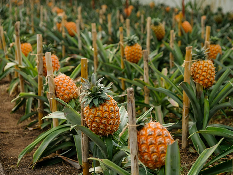 Pineapple fruits in a traditional Azorean greenhouse plantation 