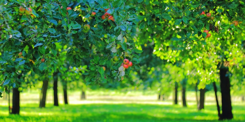 Apple Orchard