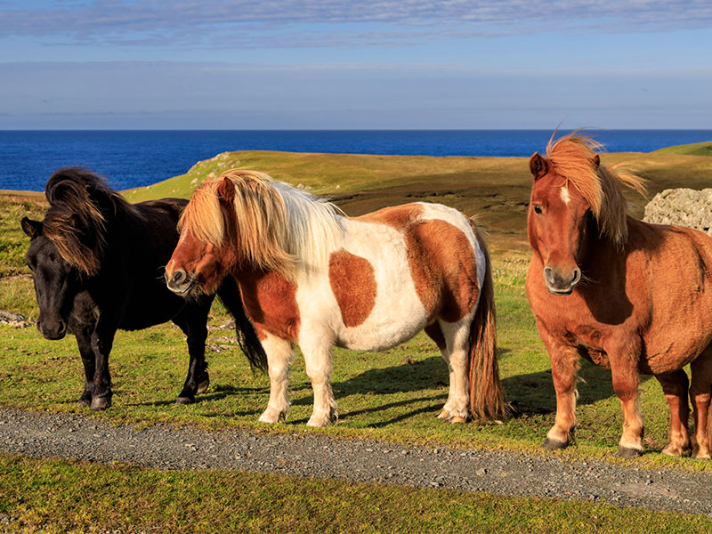 Shetland ponies 