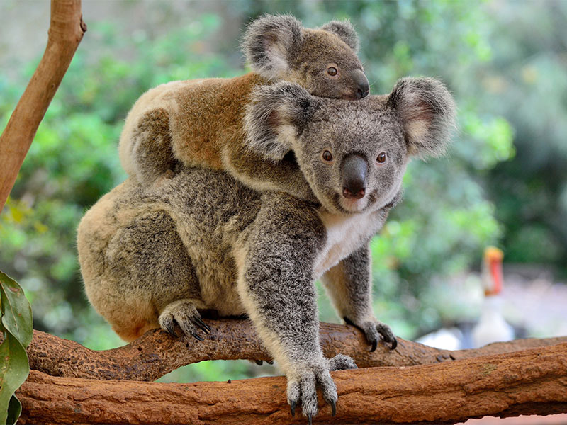 Baby Koala on Mothers back,  in Australia