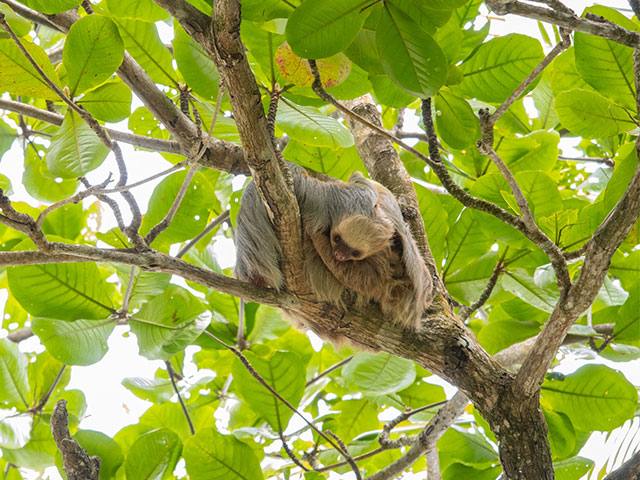 Baby sloth cuddles with mama sloth on a tree, Cahuita National Park, Costa Rica