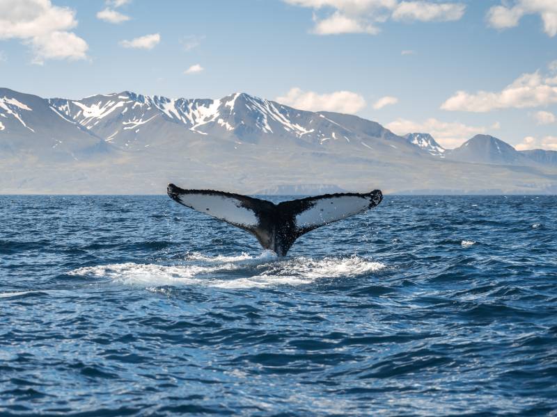 Whale Watching in Iceland 