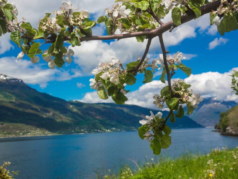 Spring flowers in the Norwegian Fjords