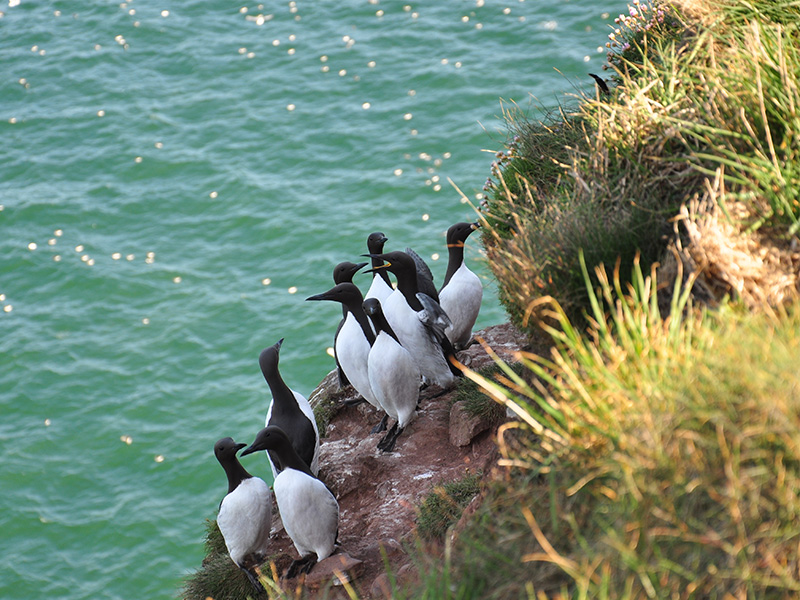 Guillemots on a cliff, Scotland