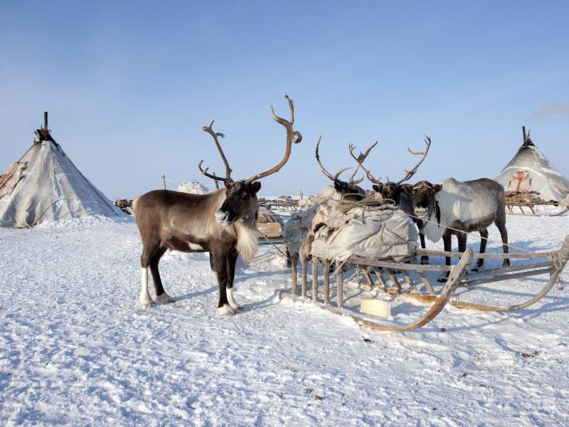 Reindeer at a traditional Sami village 