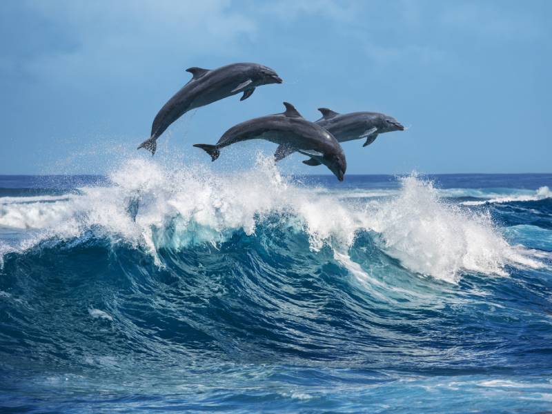 Dolphins 