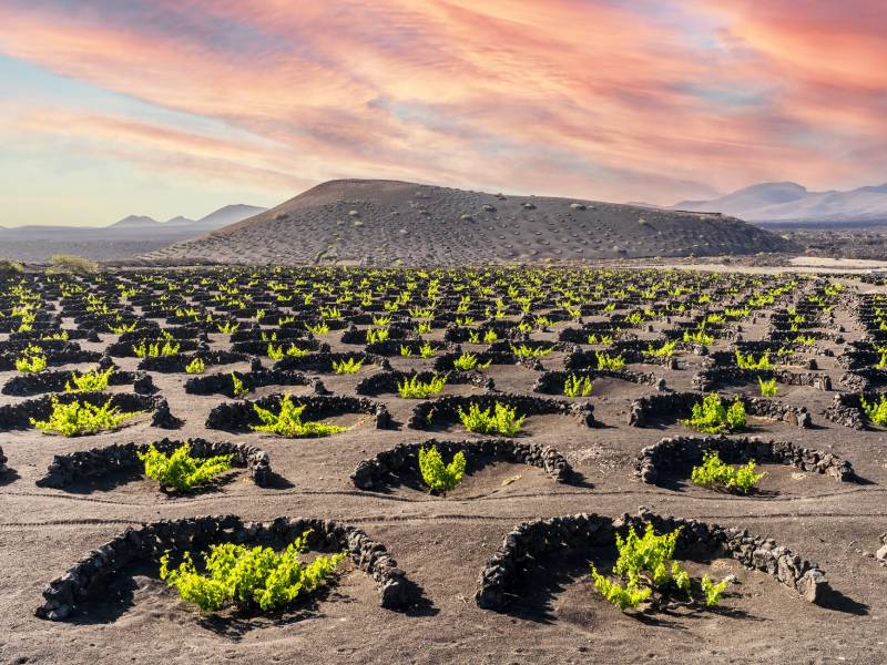 Volcanic Vineyard 