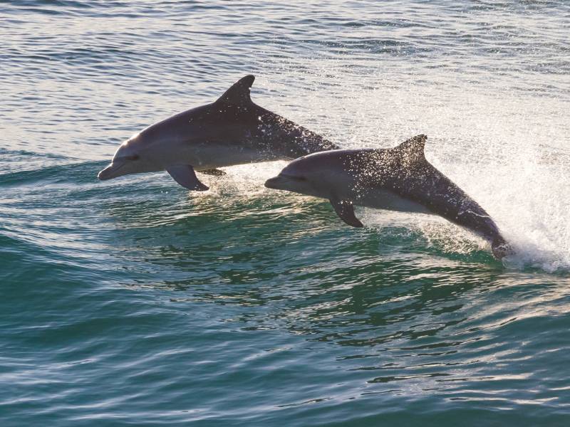 Dolphins jumping out of the sea 