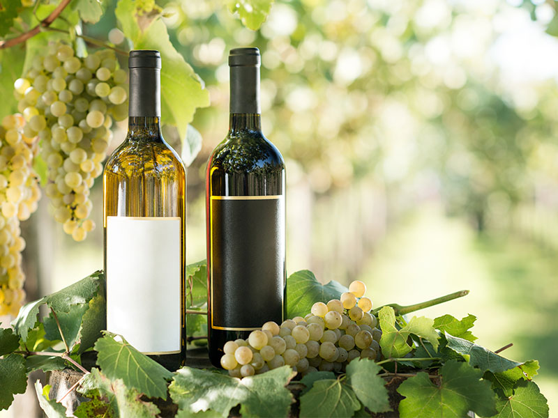 Wine and grapes in a vineyard