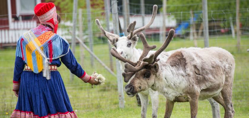 Sami Reindeers