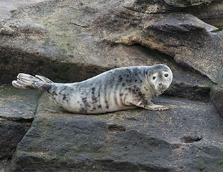 Grey seal on the rocks, St Mary's , UK