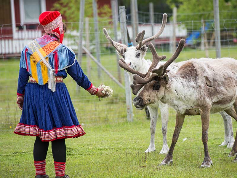 Sami woman feeding reindeer, Norway