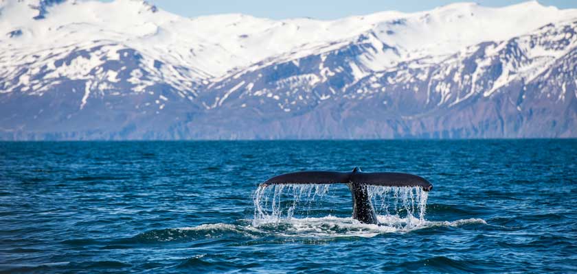 whale watching cruise