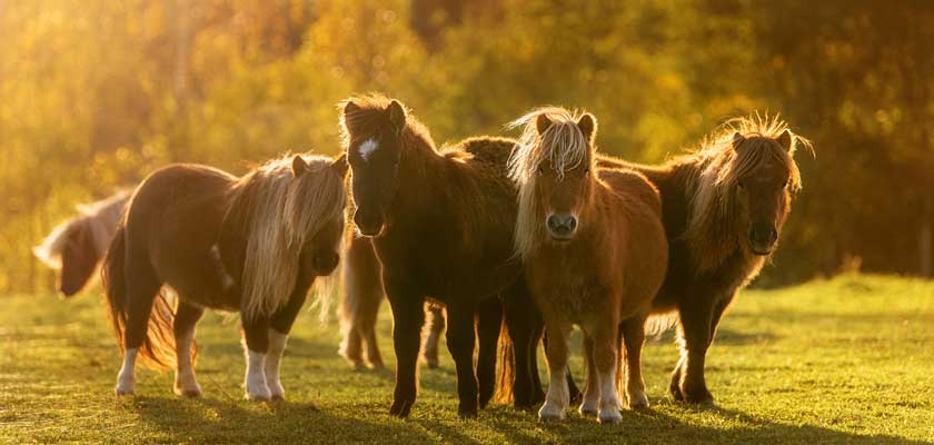 Cruise the British Isles 